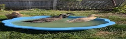 Ducks poultry for sale: 3 Female, 1 Drake Indian Runner Ducks in Cheltenham - Advert 1
