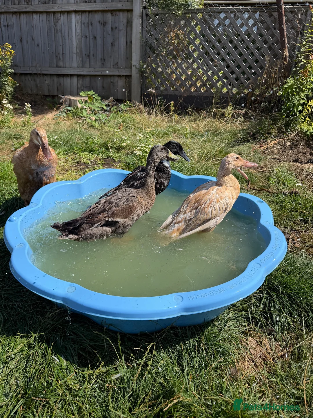 Ducks poultry for sale: 3 Female, 1 Drake Indian Runner Ducks in Cheltenham - Advert 1