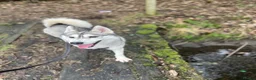 Siberian Husky dogs for sale: Male Siberian husky  - Advert 2
