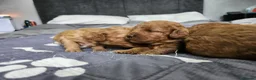 Cockapoo dogs for sale: F2 Cockapoo puppies in Jarrow - Advert 7
