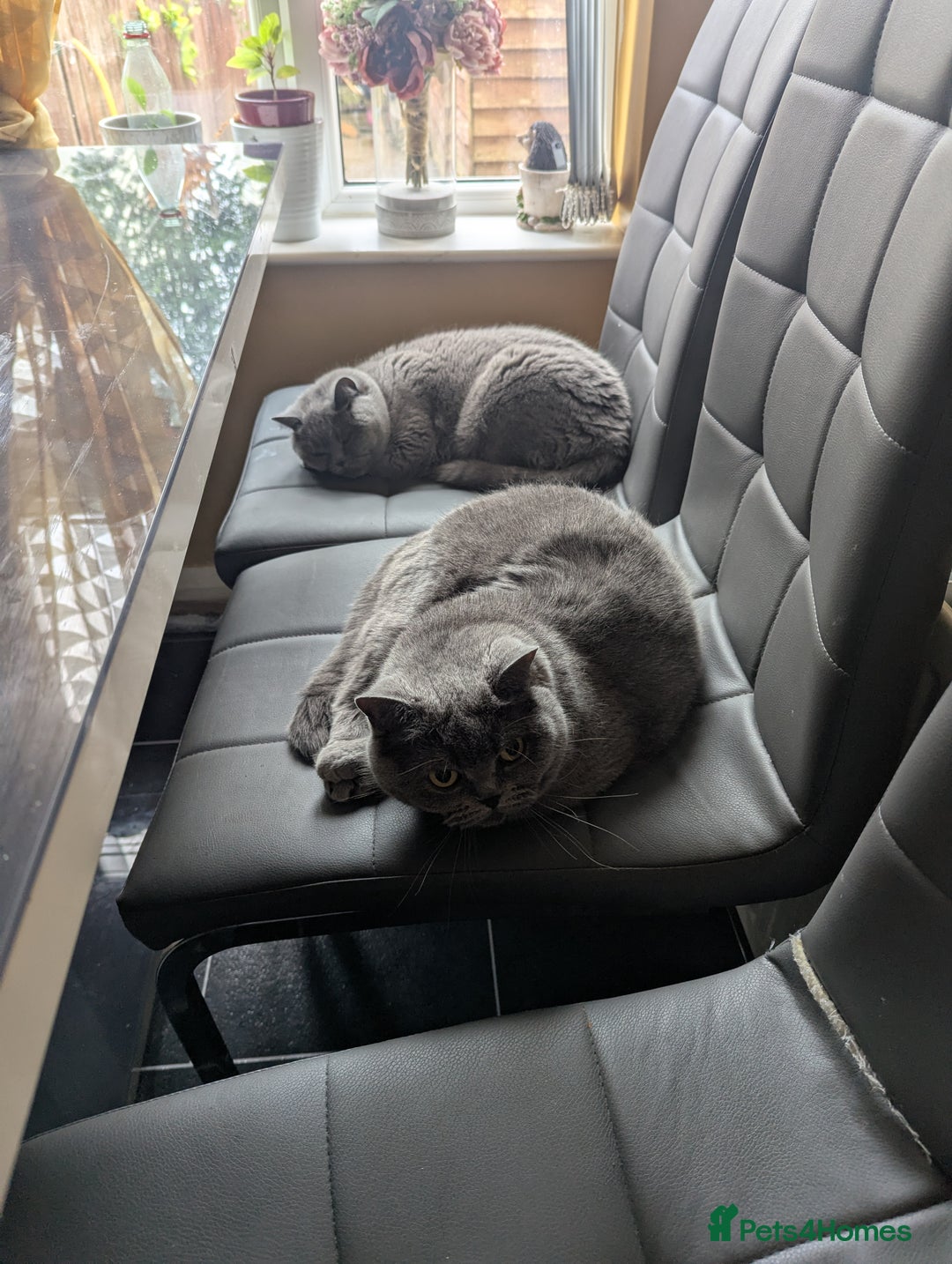 British Shorthair cats for sale: 2 British short hair cats for sale.  - Image 9