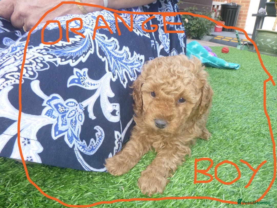 Toy Poodle dogs for sale: Gorgeous Toy Poodles - Image 16