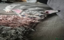 French Bulldog dogs for sale: Beautiful lilac French bulldogs - Image 5