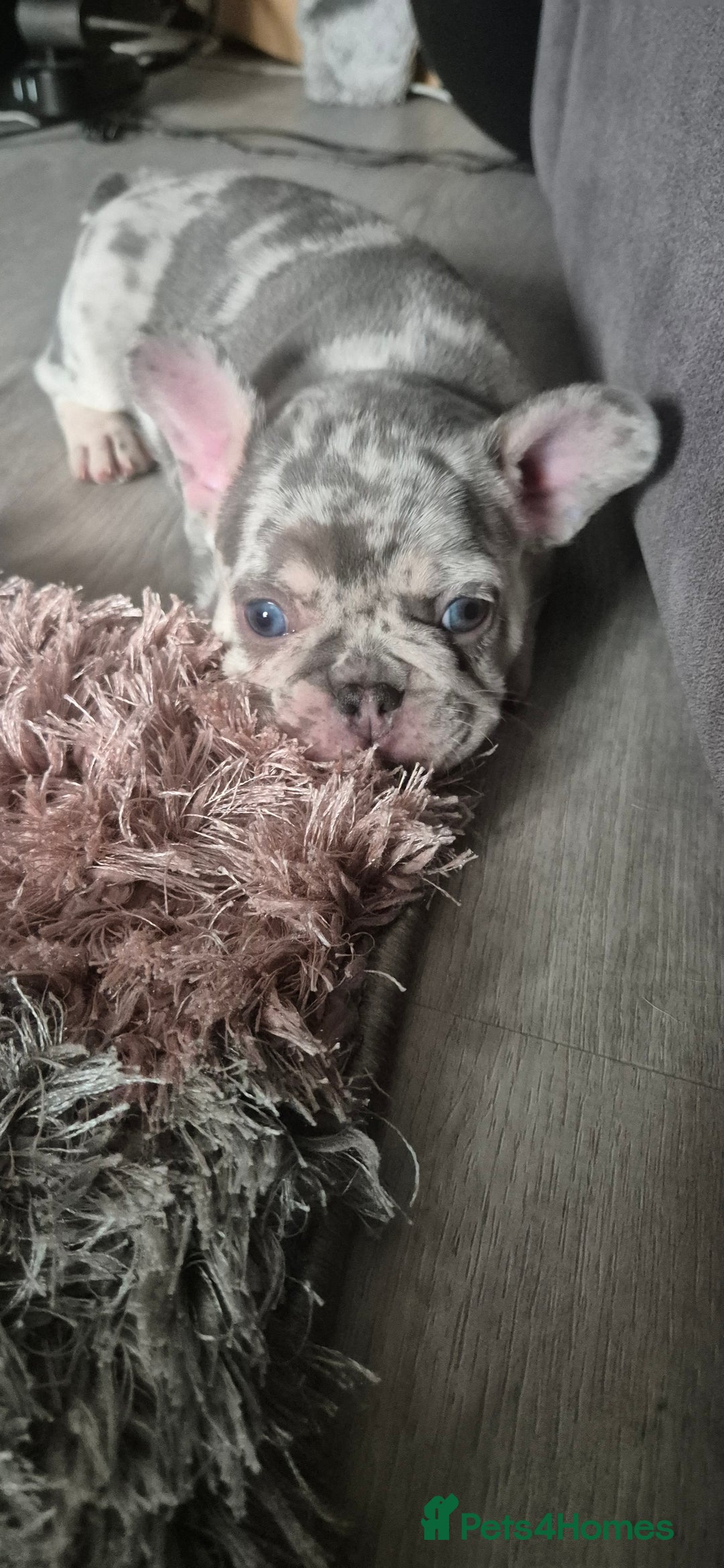 French Bulldog dogs for sale: Beautiful lilac French bulldogs - Image 5