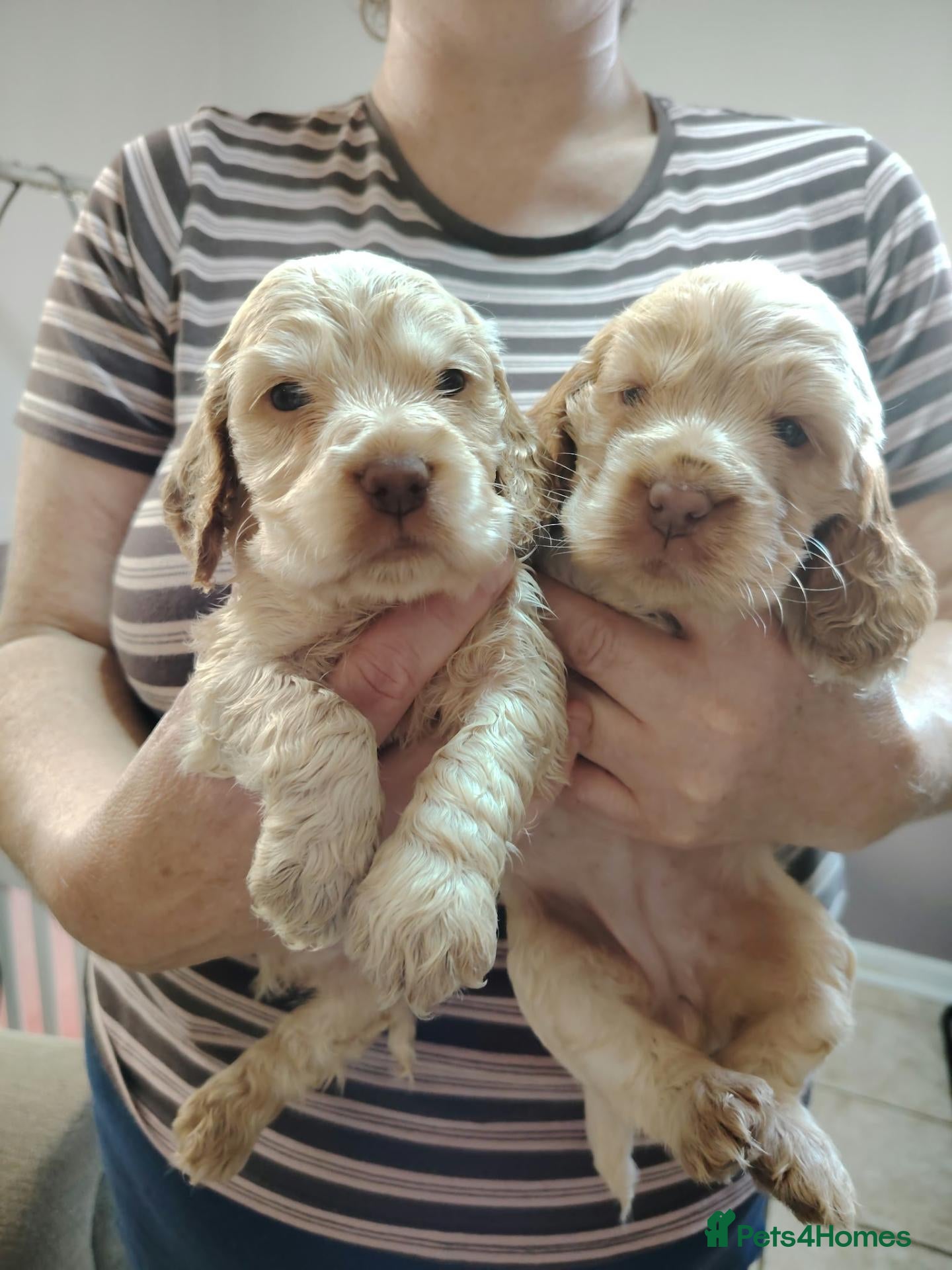 Cocker Spaniel dogs 1 Male, 1 Female show type, KC reg cocker spaniel. - Advert 1