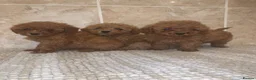 Toy Poodle dogs for sale: Beautiful Red Toy Poodle Puppies For Sale - Advert 8