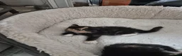 Norwegian Forest Cat cats for sale: Gorgeous norwegian forest kittens - Advert 3