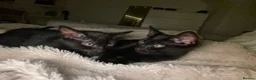 Mixed Breed cats for sale: 2 beautiful black fluffy kittens for sale  - Advert 2