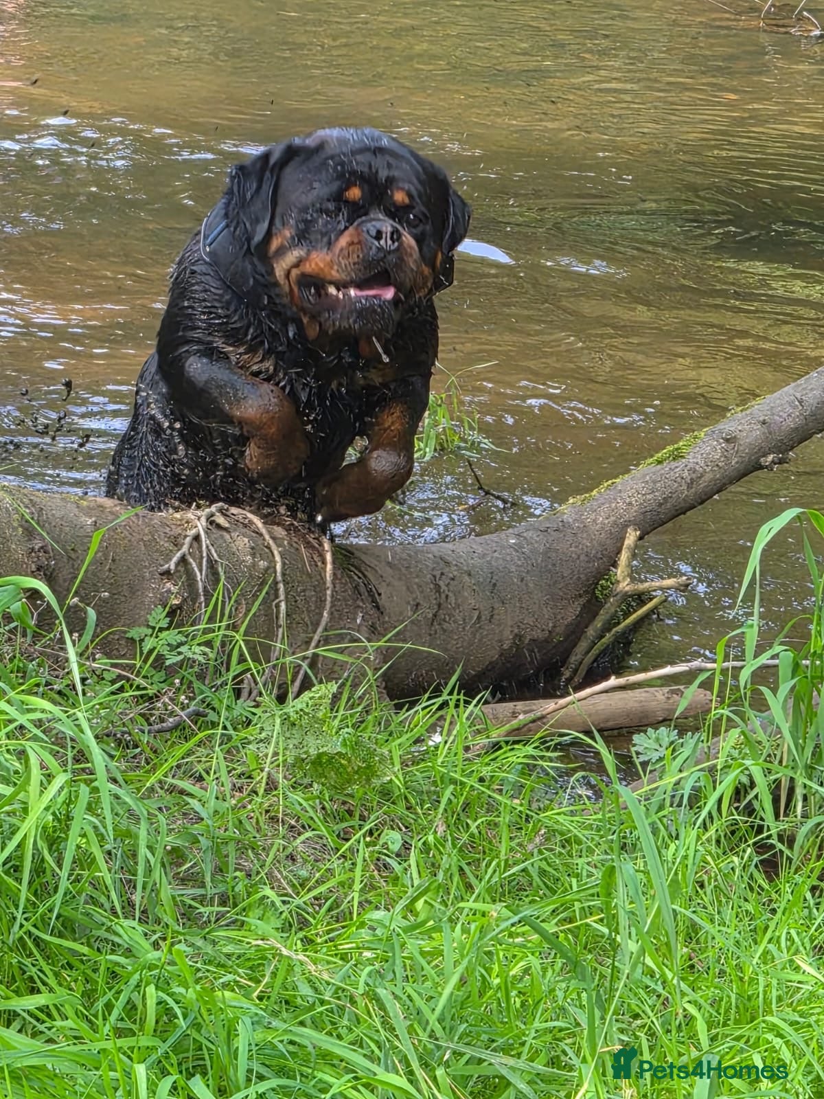 Rottweiler dogs ZEUS, - Advert 1
