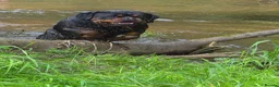 Rottweiler dogs for stud: ZEUS, - Advert 1