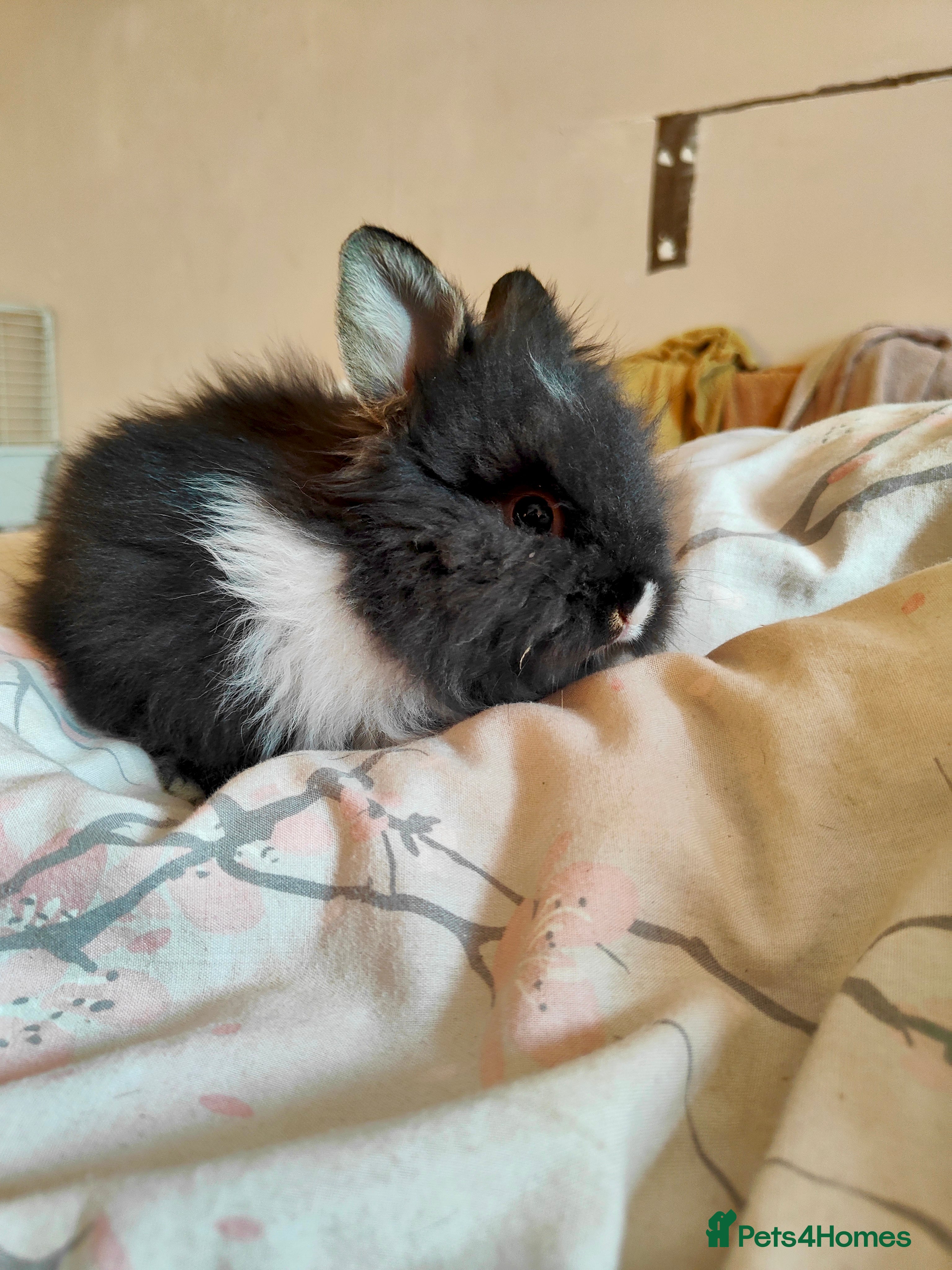 Mixed Breed rabbits 2x lionhead 1x rex rabbit  - Advert 8