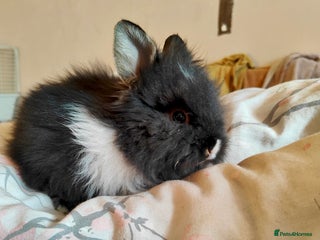 Mixed Breed rabbits 2x lionhead 1x rex rabbit - Advert 1