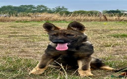 German Shepherd dogs for sale: Awesome Male Kennel Club Reg’d GSD Pup in Sturminster Newton - Image 22