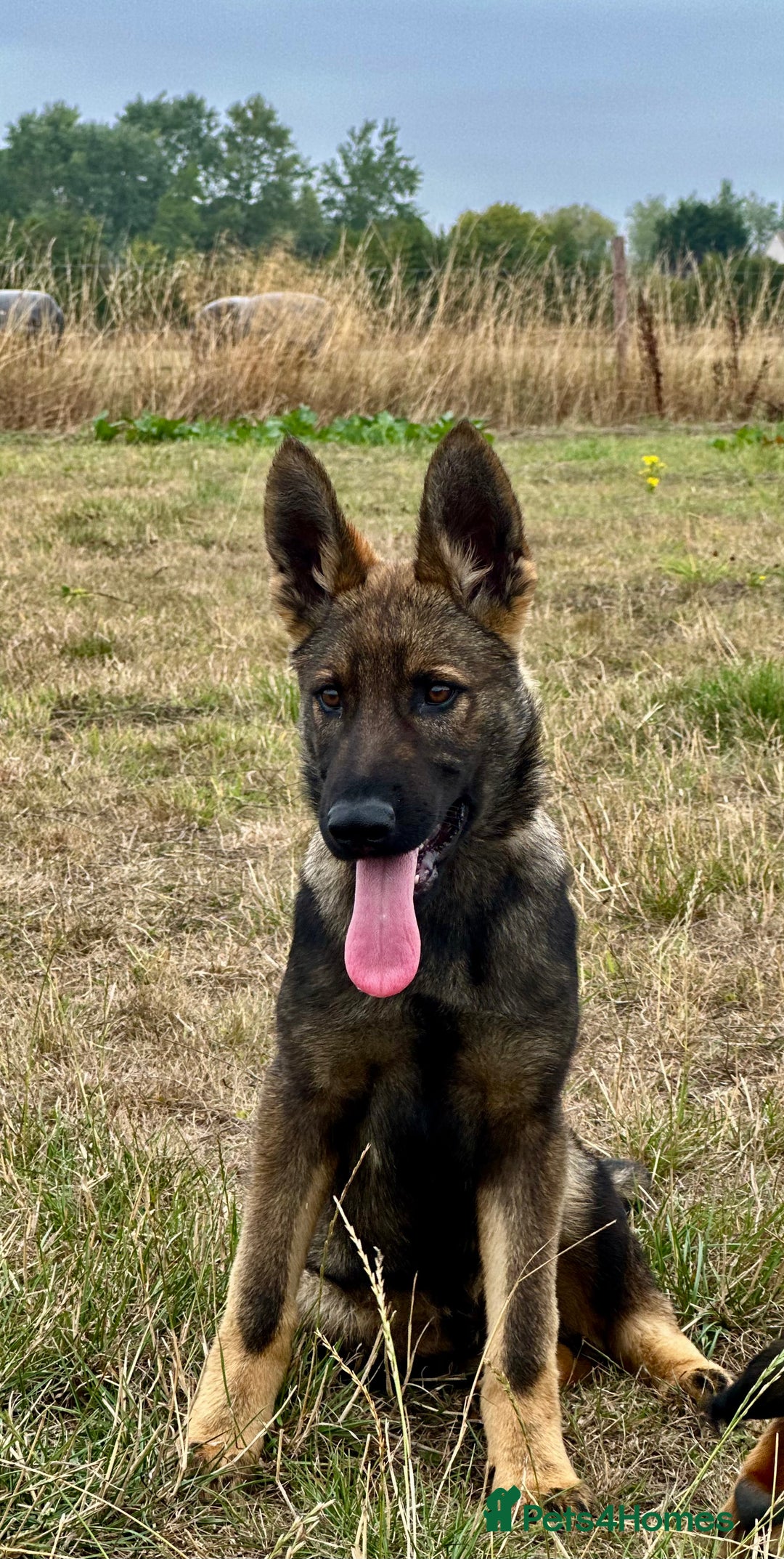 German Shepherd dogs for sale: Awesome Male Kennel Club Reg’d GSD Pup in Sturminster Newton - Image 22