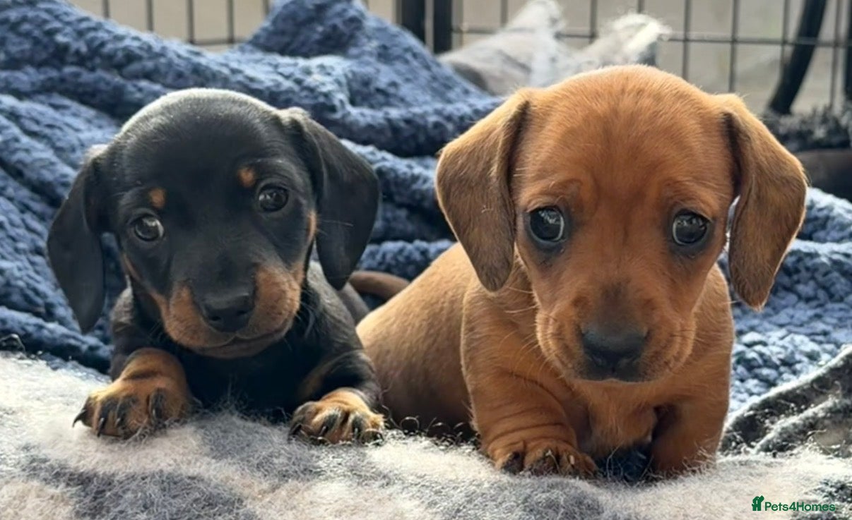 Miniature Dachshund dogs Meet Our Little Sausage Squad 🌭 - Advert 1