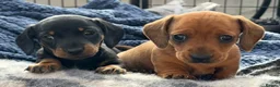 Miniature Dachshund dogs for sale: Meet Our Little Sausage Squad 🌭 - Advert 4
