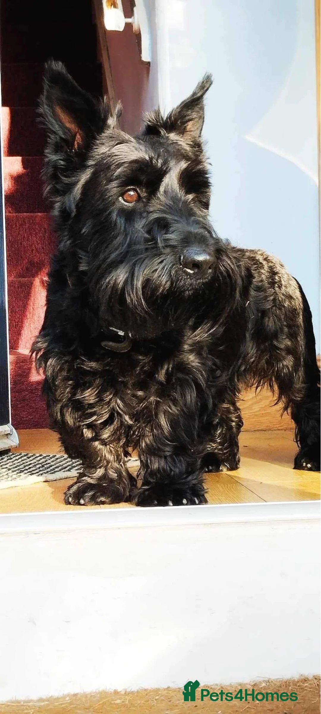 Scottish Terrier dogs for sale: Scottish Terrier, Scottie Dog - Advert 1