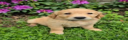 Golden Retriever dogs for sale: KC Puppies cream & gold - Advert 6