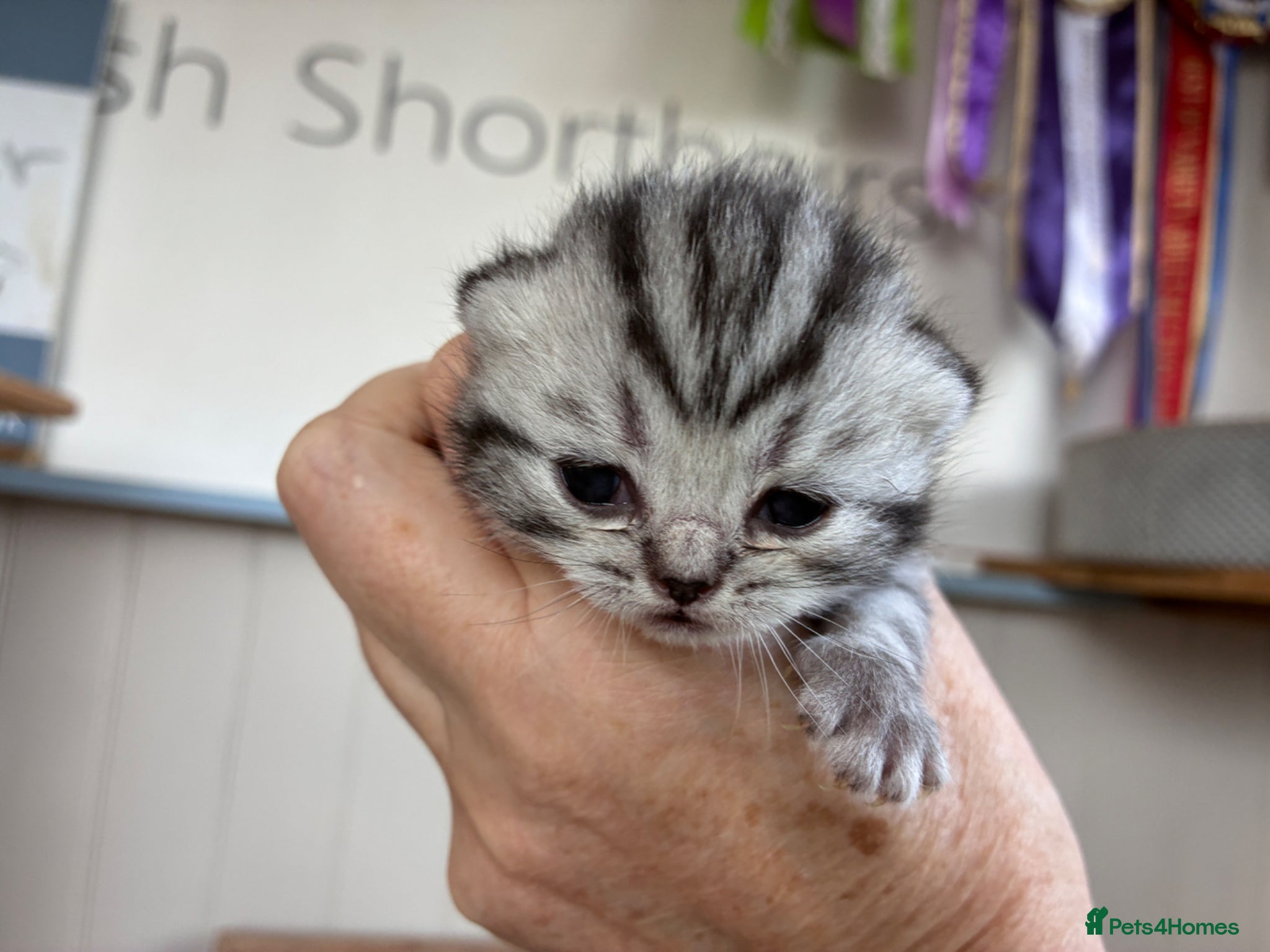 British Shorthair cats Silver tabby champion lines - Advert 1