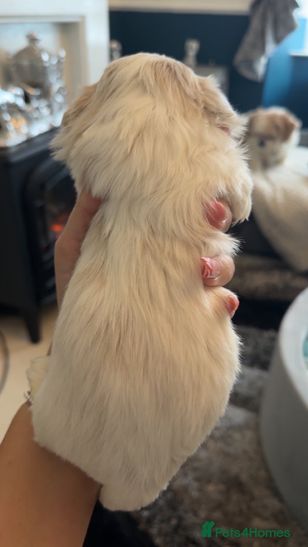 Shih Tzu dogs for sale: Stunning imperial shih tzu puppies  - Advert 14