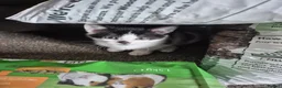 Mixed Breed cats for sale: 3 adorable girls looking for their furever homes - Advert 6