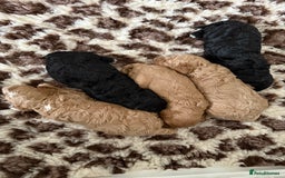 Australian Labradoodle dogs for sale: Multi generation Australian Labradoodles - Image 1