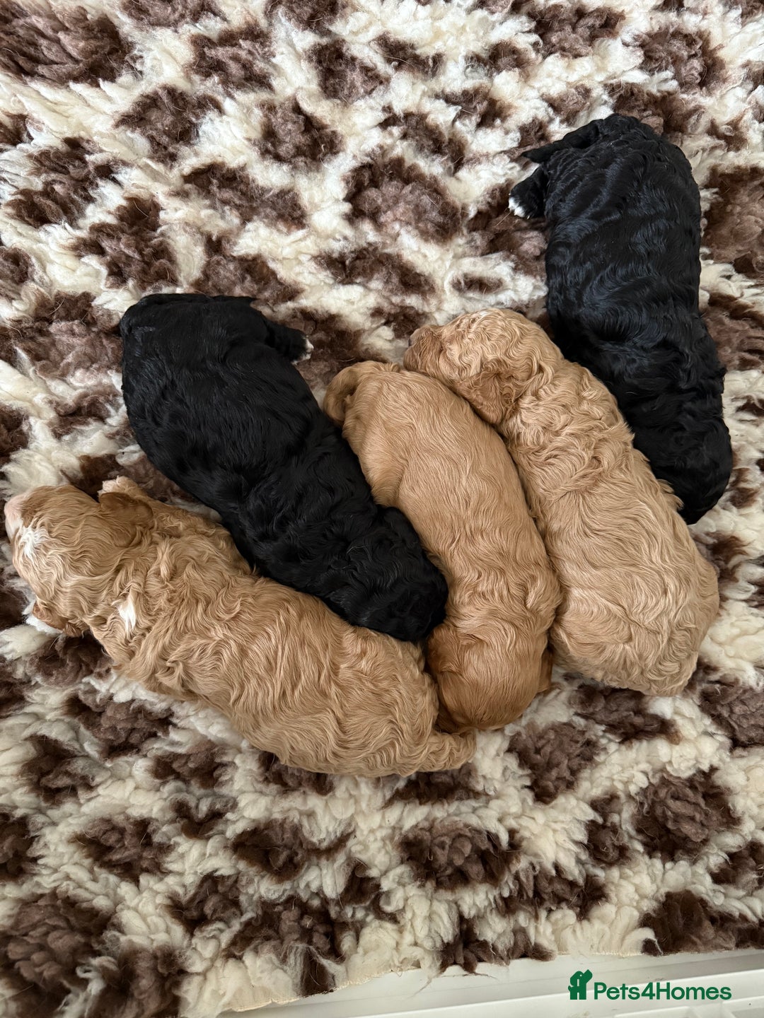 Australian Labradoodle dogs for sale: Multi generation Australian Labradoodles - Image 1