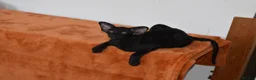 Oriental cats for sale: Black Oriental Male - Advert 5