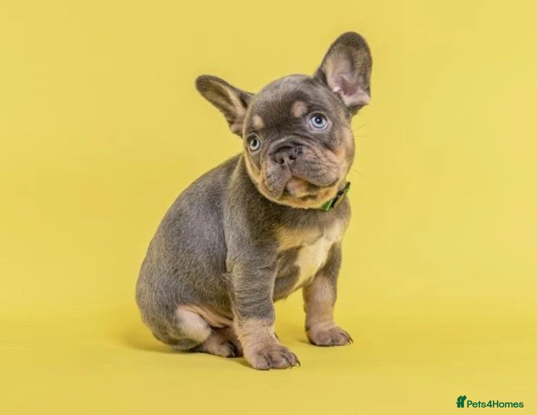 French Bulldog dogs for stud: Isabella & Fluffy Platinum  in Newcastle upon Tyne - Advert 5