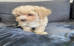 Maltipoo dogs for sale: 10 weeks old, health tested F1 Maltipoo babies  - Image 6