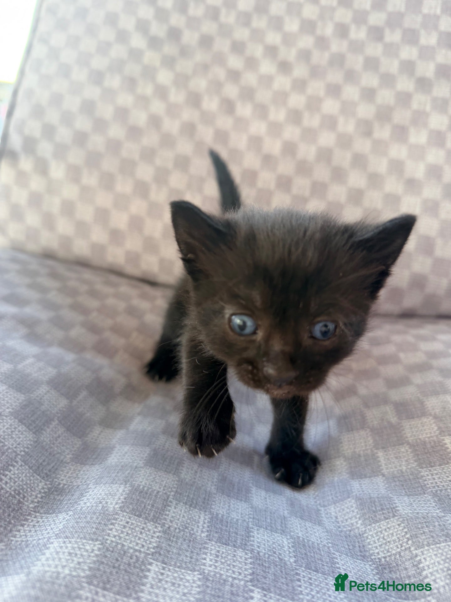 Mixed Breed cats Black tabby kitten - Advert 19