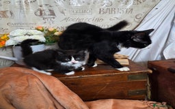 Mixed Breed cats for sale: Stunning medium hair kittens - Advert 6