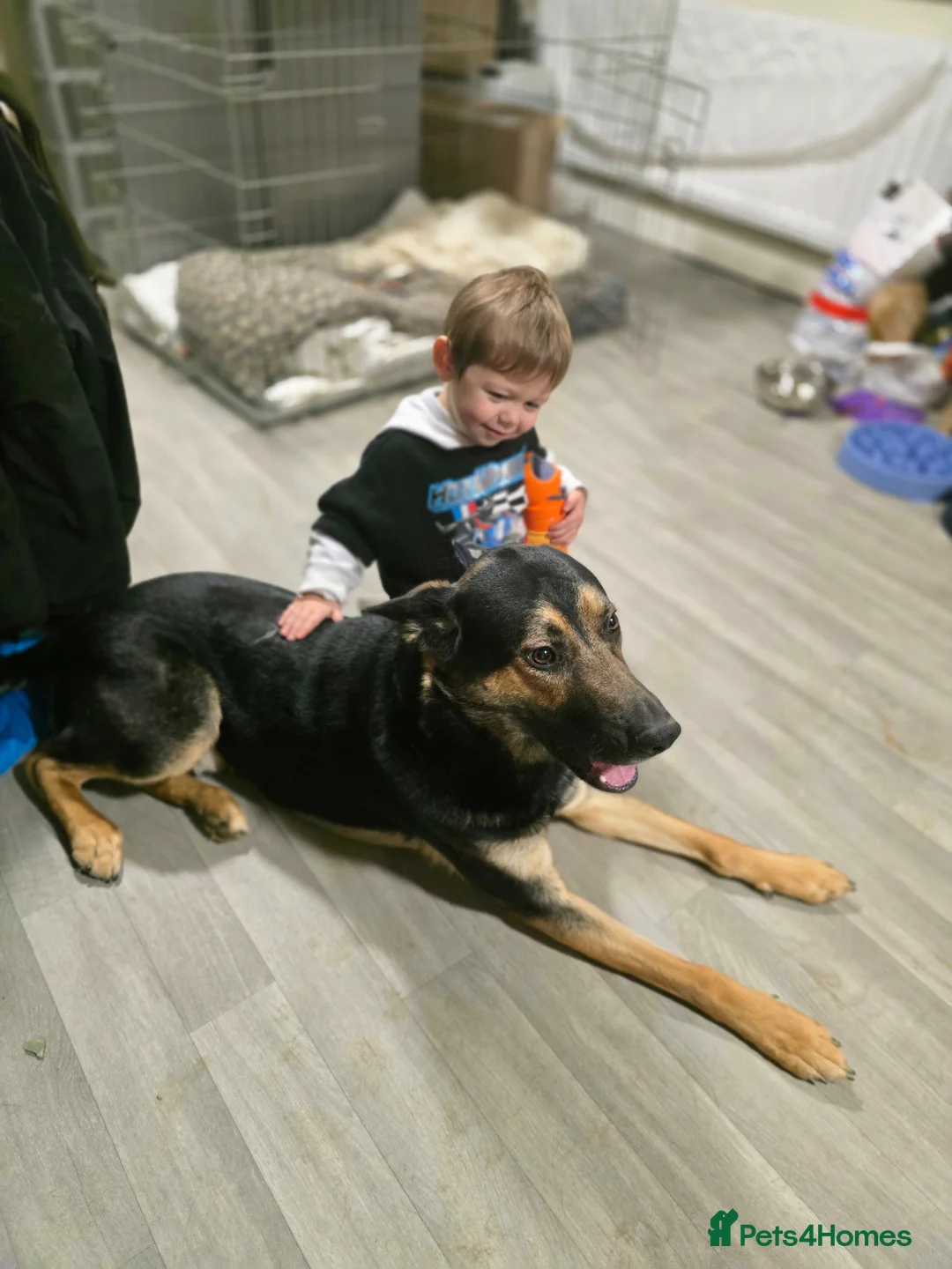 German Shepherd dogs for sale: German Shepherd Bruno - Advert 4