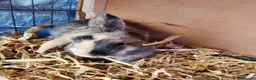 Mixed Breed rabbits for sale: Cute bunnies  in Ware - Advert 7