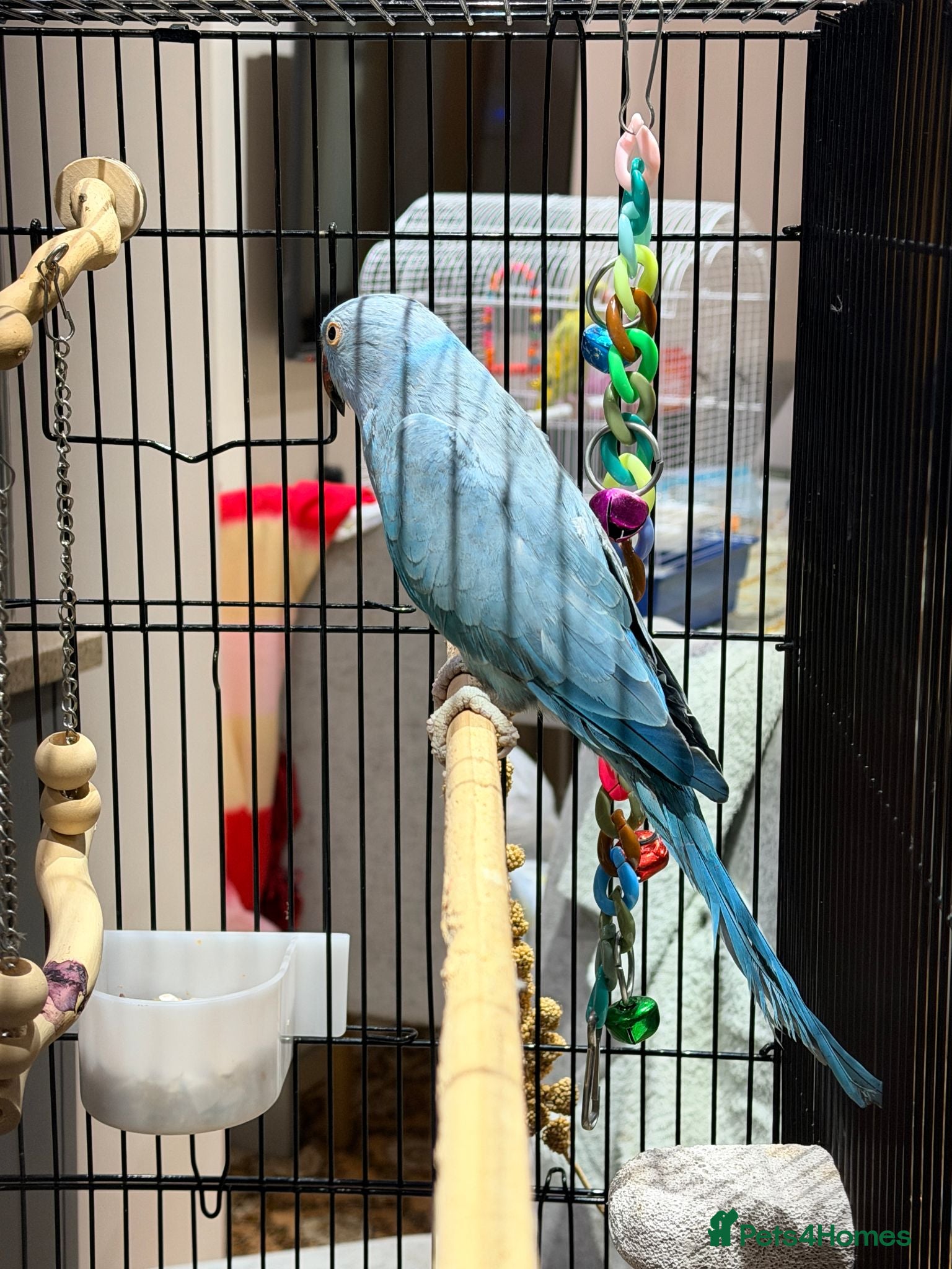 Ringnecks birds Beautiful Blue Indian Ringneck Parrot – 5 Months - Advert 13