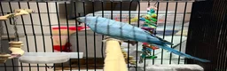 Ringnecks birds for sale: Beautiful Blue Indian Ringneck Parrot – 5 Months - Advert 1