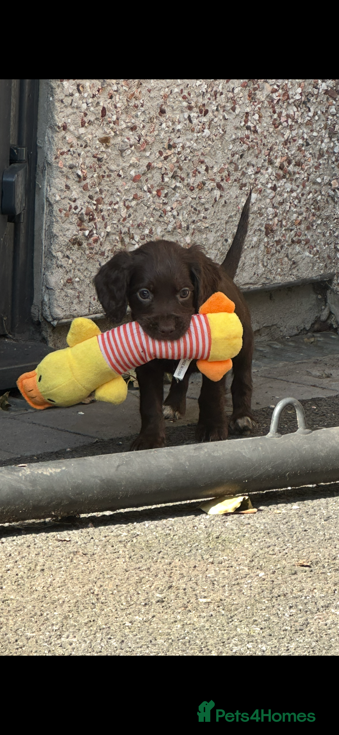 Cocker Spaniel dogs for sale: Kc registered cocker spaniels - Image 12