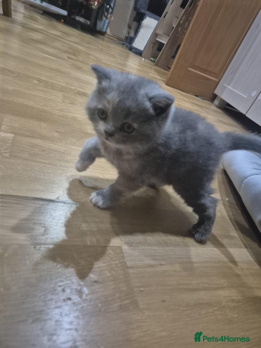 British Shorthair cats for sale: Kittens boy, girl, lilac and blue - Advert 6