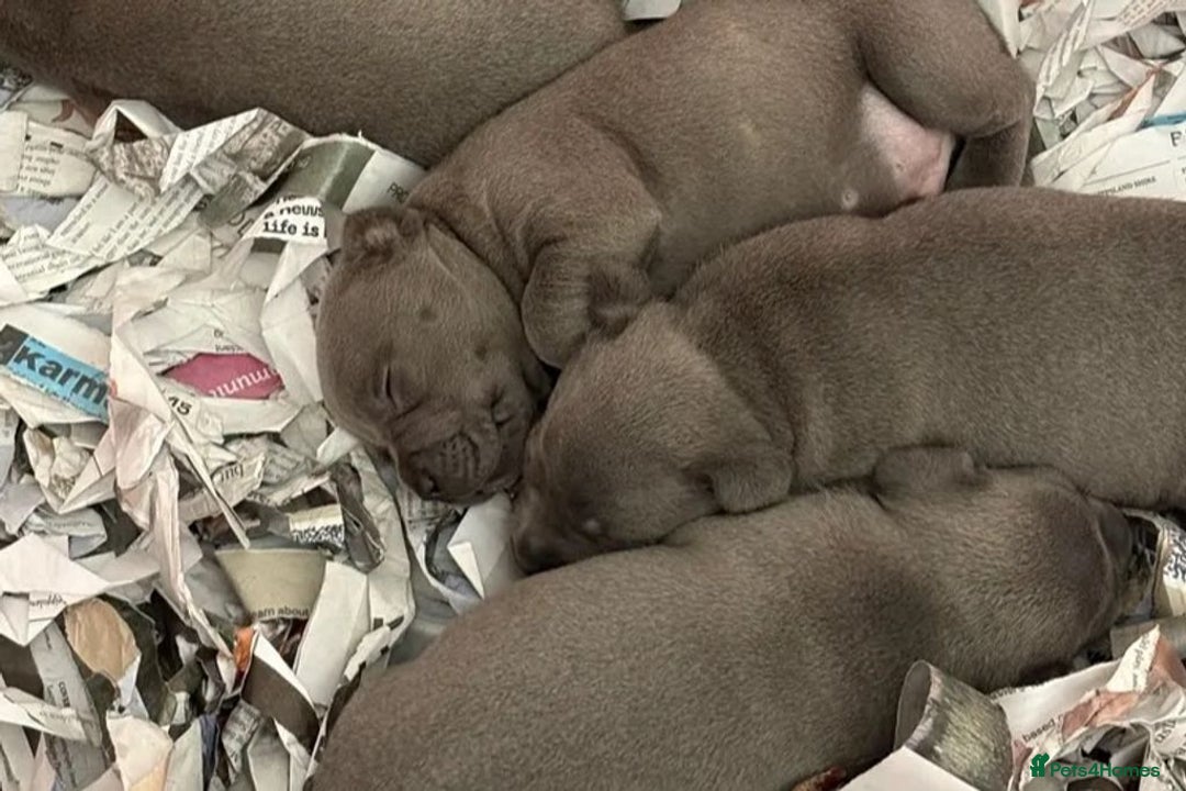 Staffordshire Bull Terrier dogs for sale: Outstanding  %100 Health Tested Staffy Puppies - Advert 2