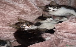 British Longhair cats for sale: ✨ Longhaired Kittens Looking for Loving Homes ✨ - Image 1
