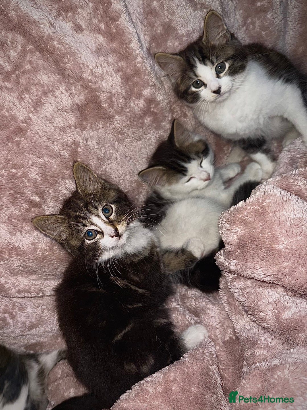 British Longhair cats for sale: ✨ Longhaired Kittens Looking for Loving Homes ✨ - Image 1