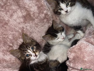 British Longhair cats - Advert 2