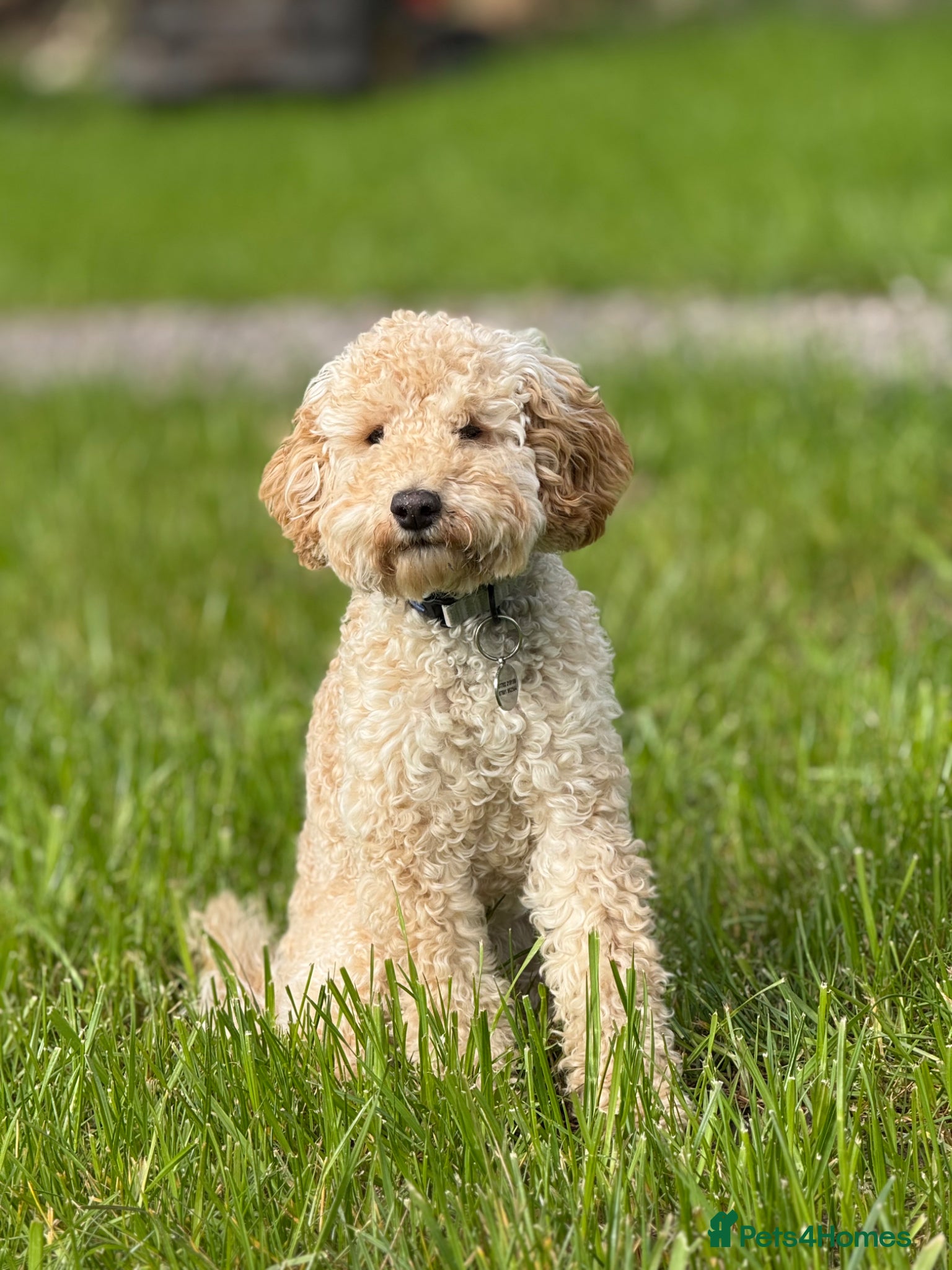 Cockapoo dogs Female Toy Cockapoo for Rehome - Advert 5