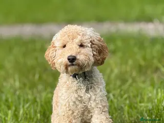 Cockapoo dogs Female Toy Cockapoo for Rehome - Advert 5