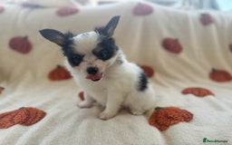 Papillon dogs for sale: 2 Beautiful Pedigree Female Papillons  - Image 9