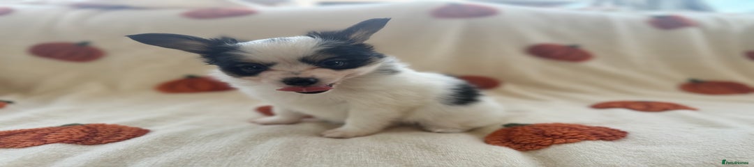 Papillon Puppy 2