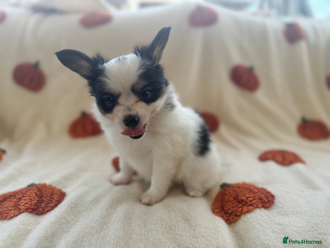 Papillon dogs for sale: 2 Beautiful Pedigree Female Papillons  - Image 9