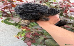 Toy Poodle dogs for sale: Toy poodle  - Image 6