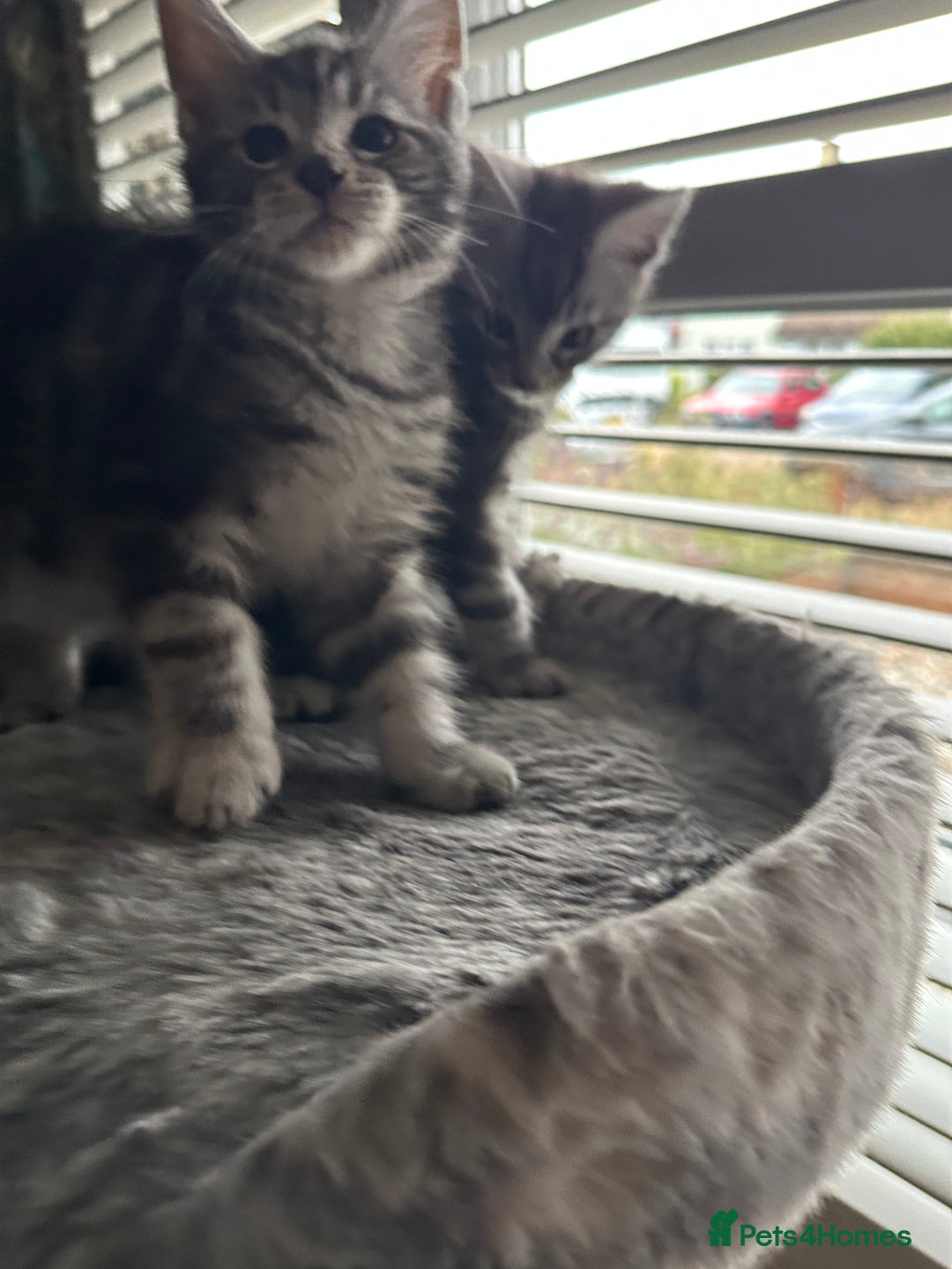 Maine Coon cats for sale: Maine Coon X - Image 5
