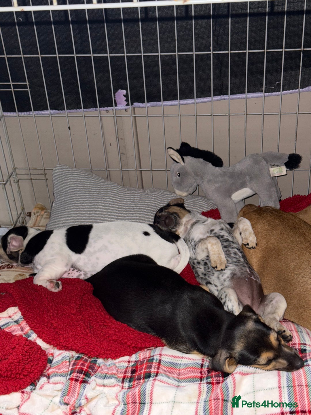 Jack Russell dogs for sale: 🐾Jack Russell Puppies🐾 - Image 21